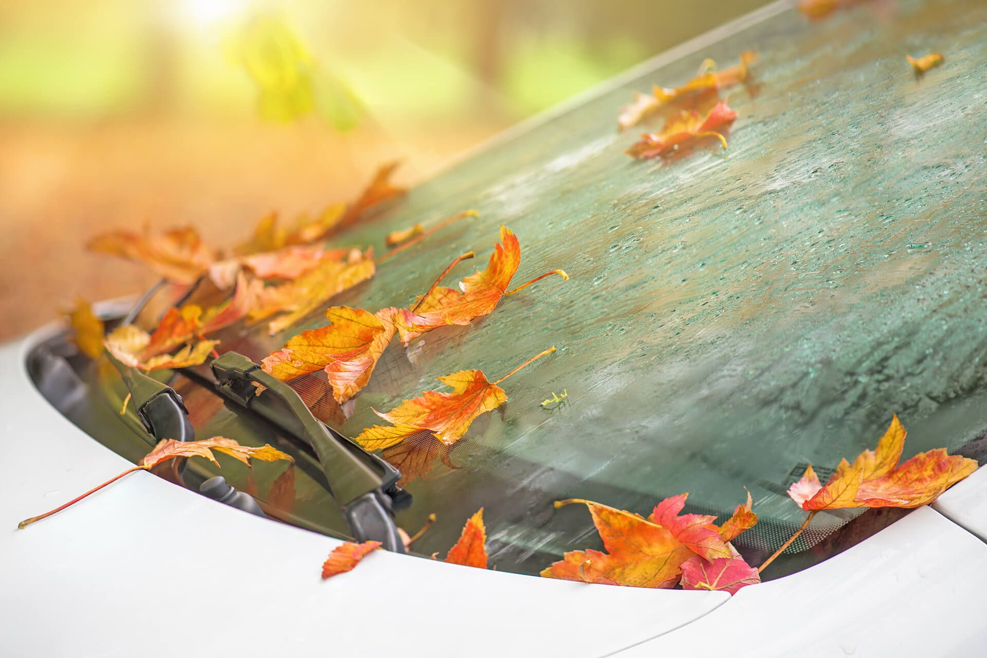 Autofahren im Herbst: Tipps für sicheres Fahren